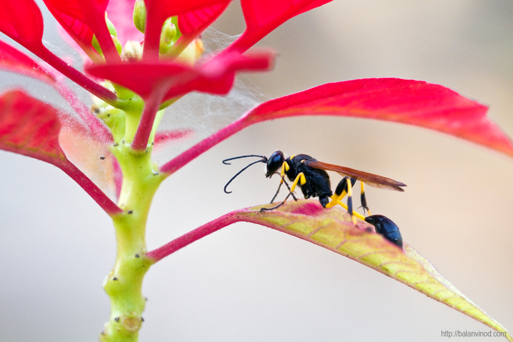 Wasp II