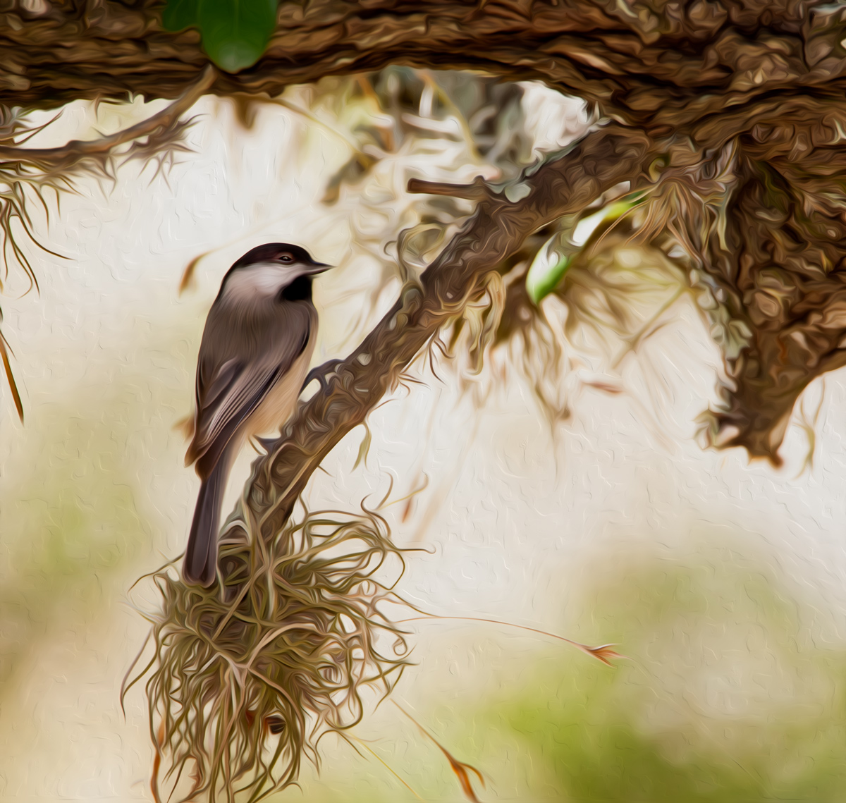 Chickadee Oil Effect