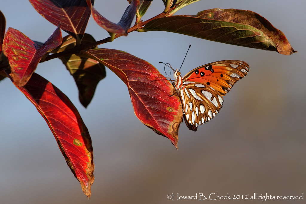 December's Passion