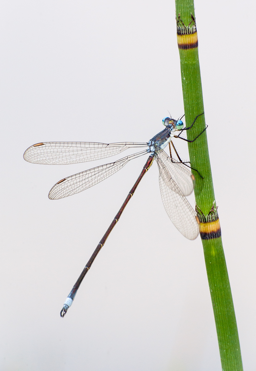 Lestid on Equisetum