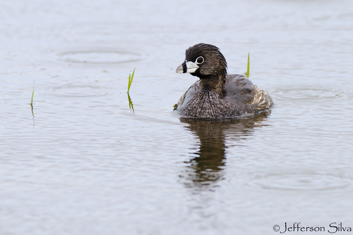 Podilymbus podiceps