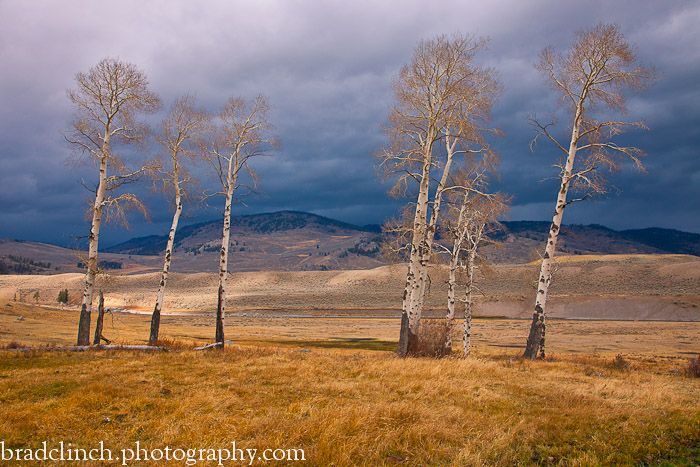 Lamar Valley Autumn