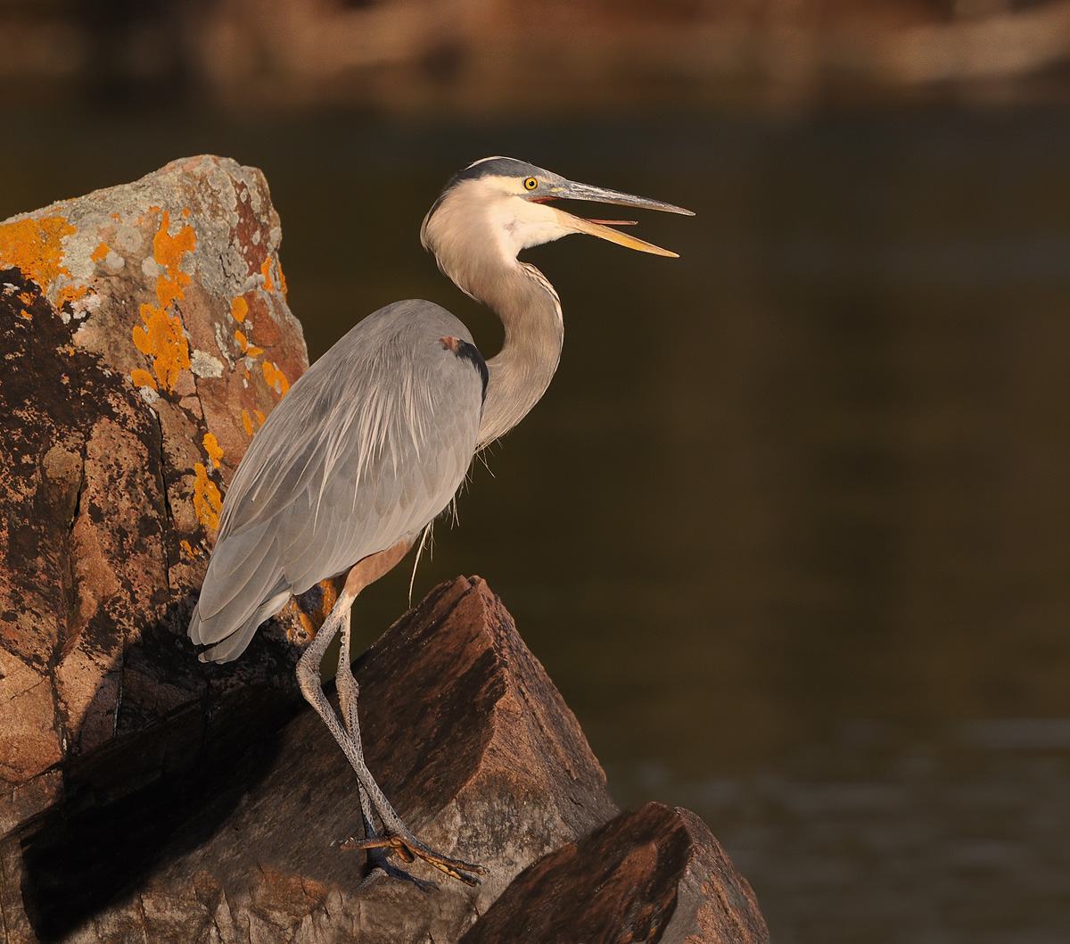 Great Blue