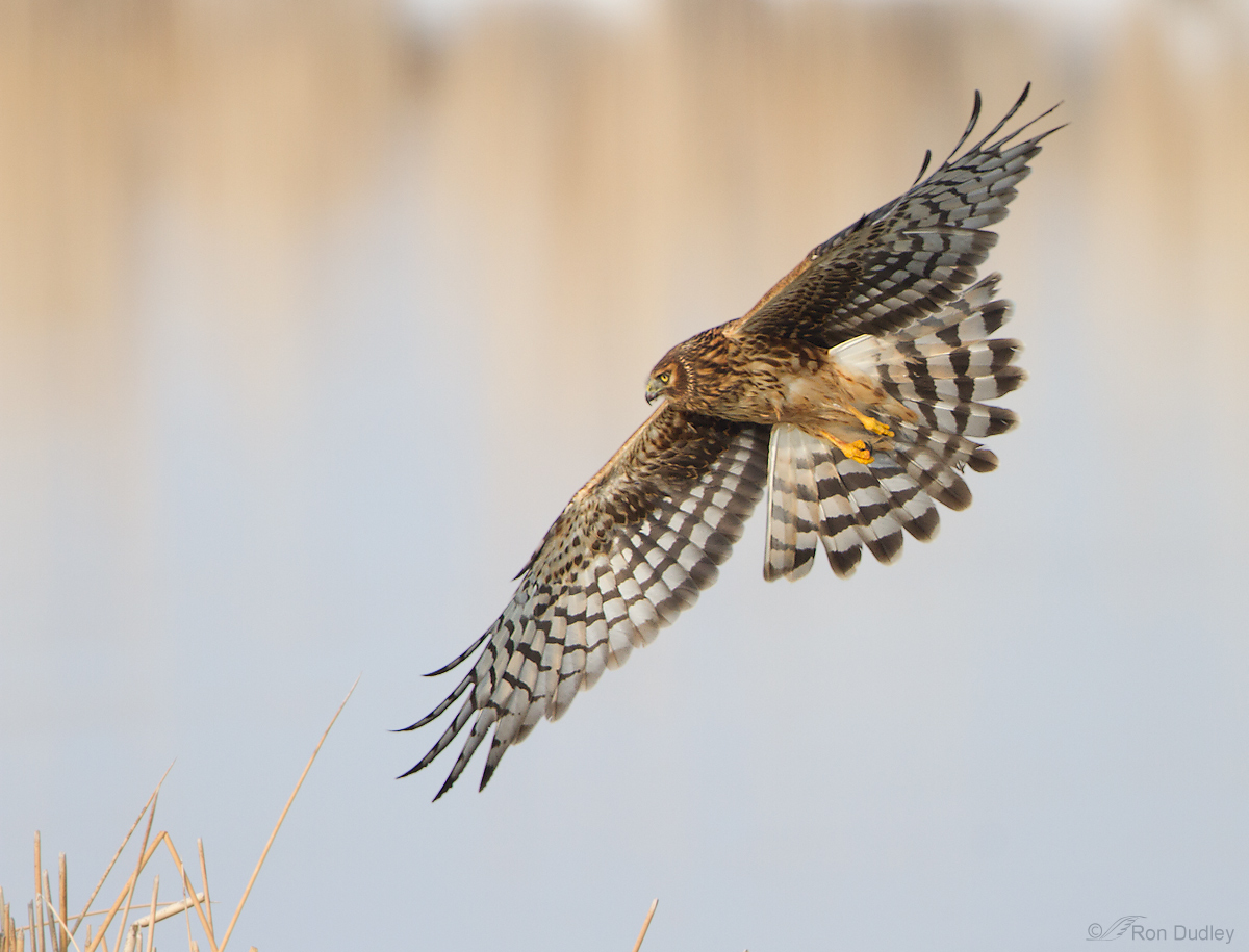 Northern Harrier