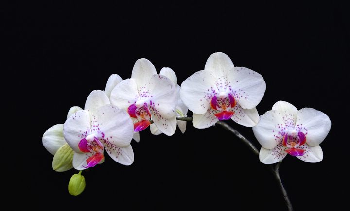 Red Spotted Orchids