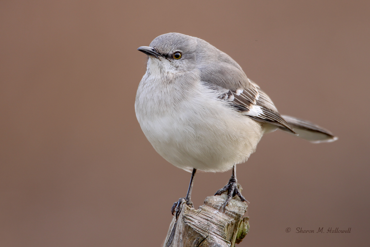 Mockingbird