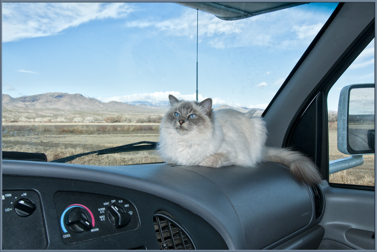 The Navigator
