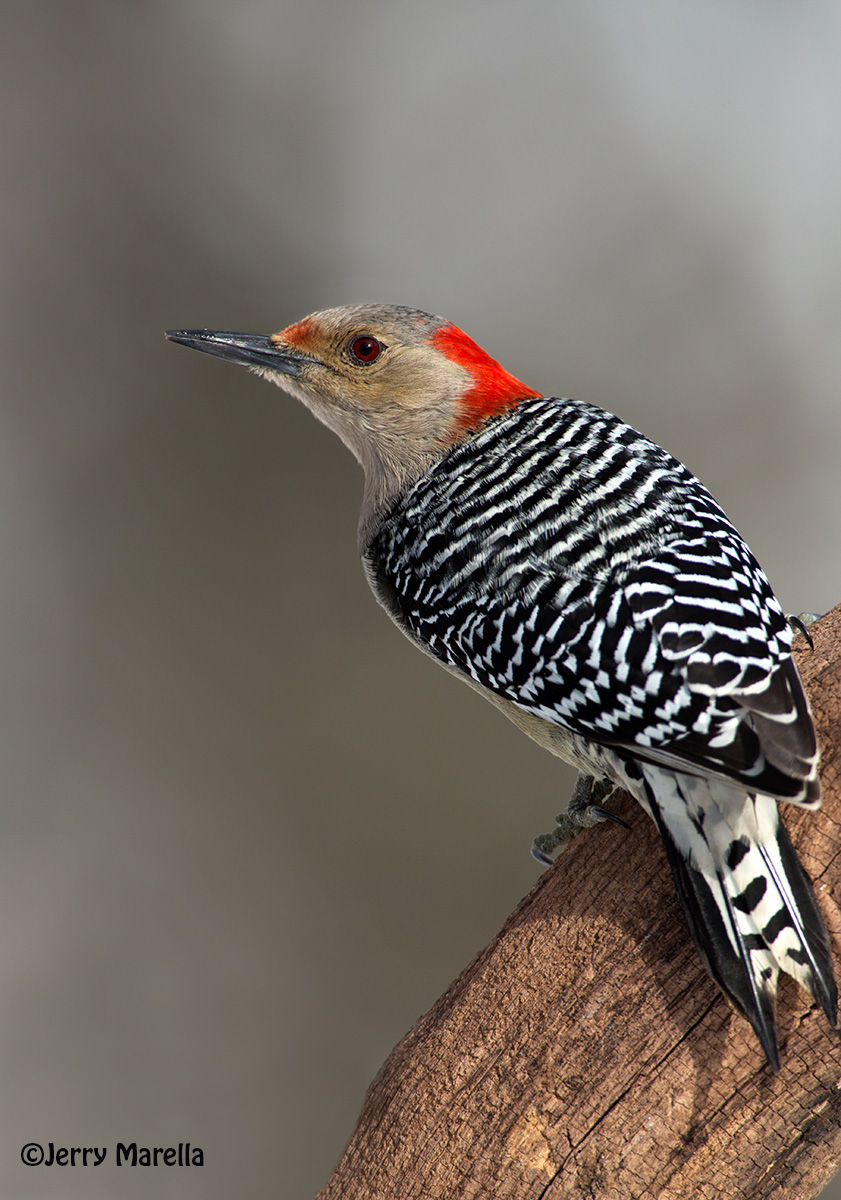 Female Redbellied WP