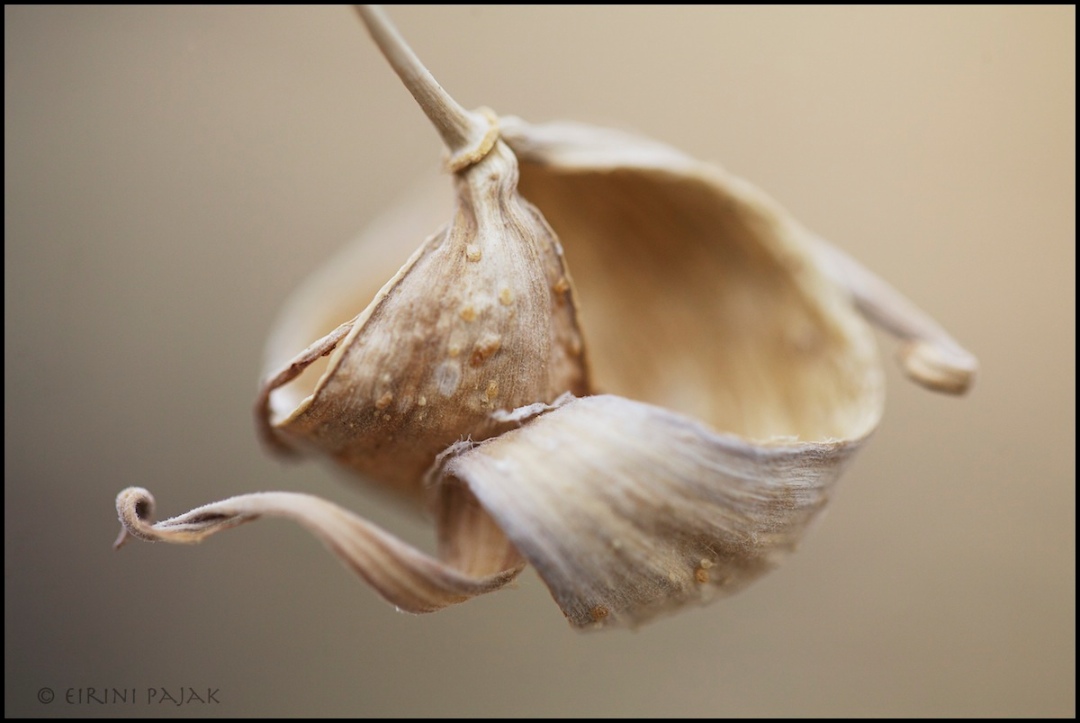 Seed Casing