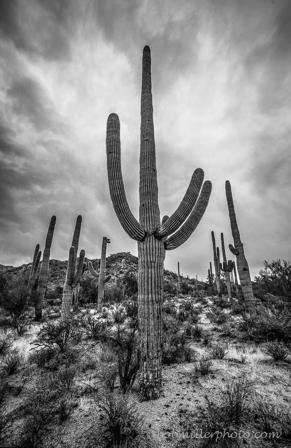 The Mighty Saguaro
