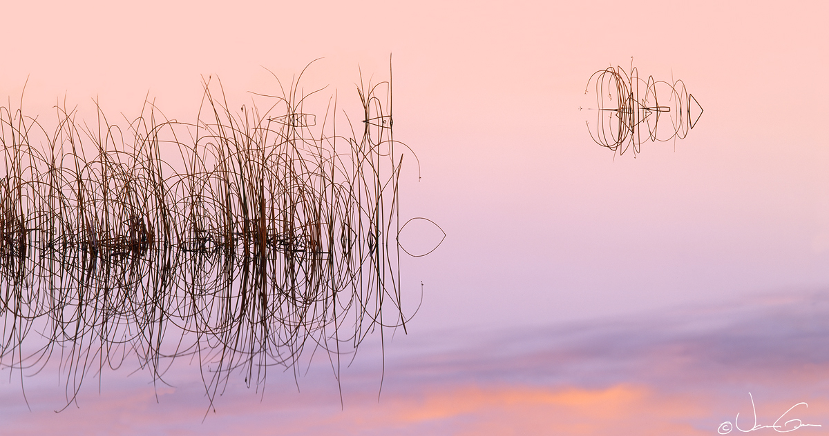 Pond