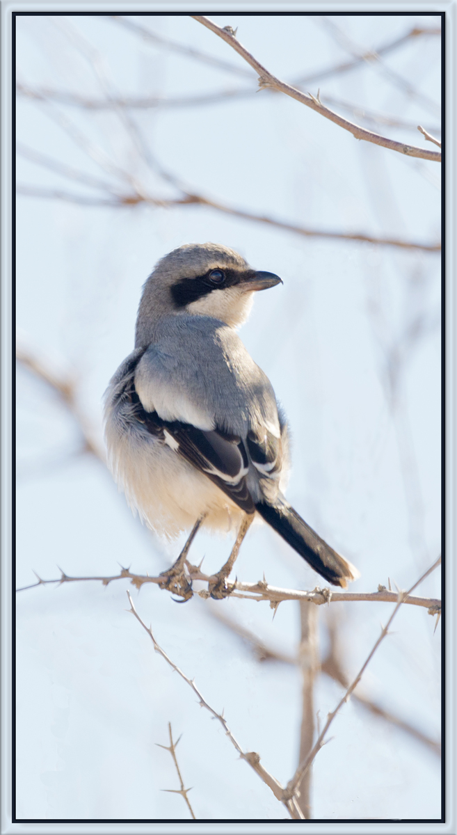 Shrike