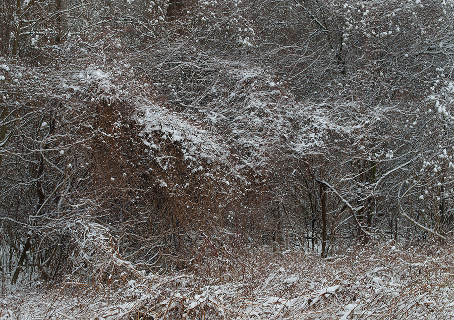 Winter Chaos