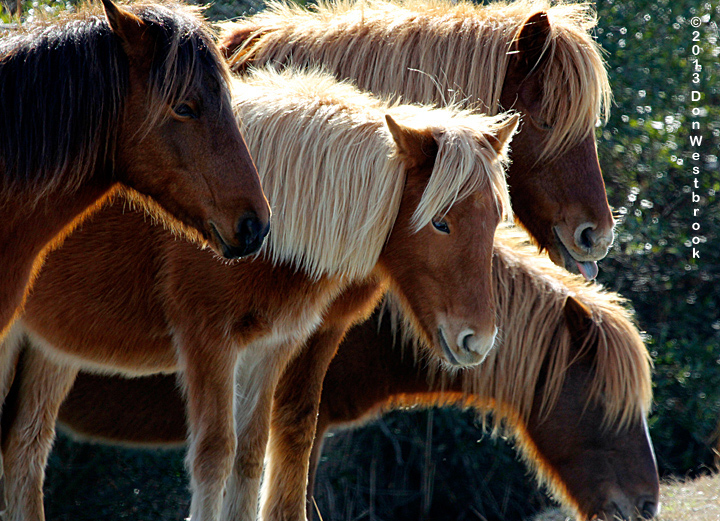 Assateague Ponies 