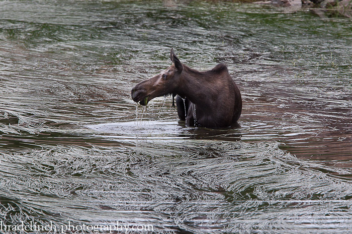 Deep Water Feeding