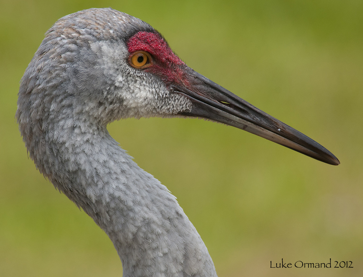 Sandhill portrait