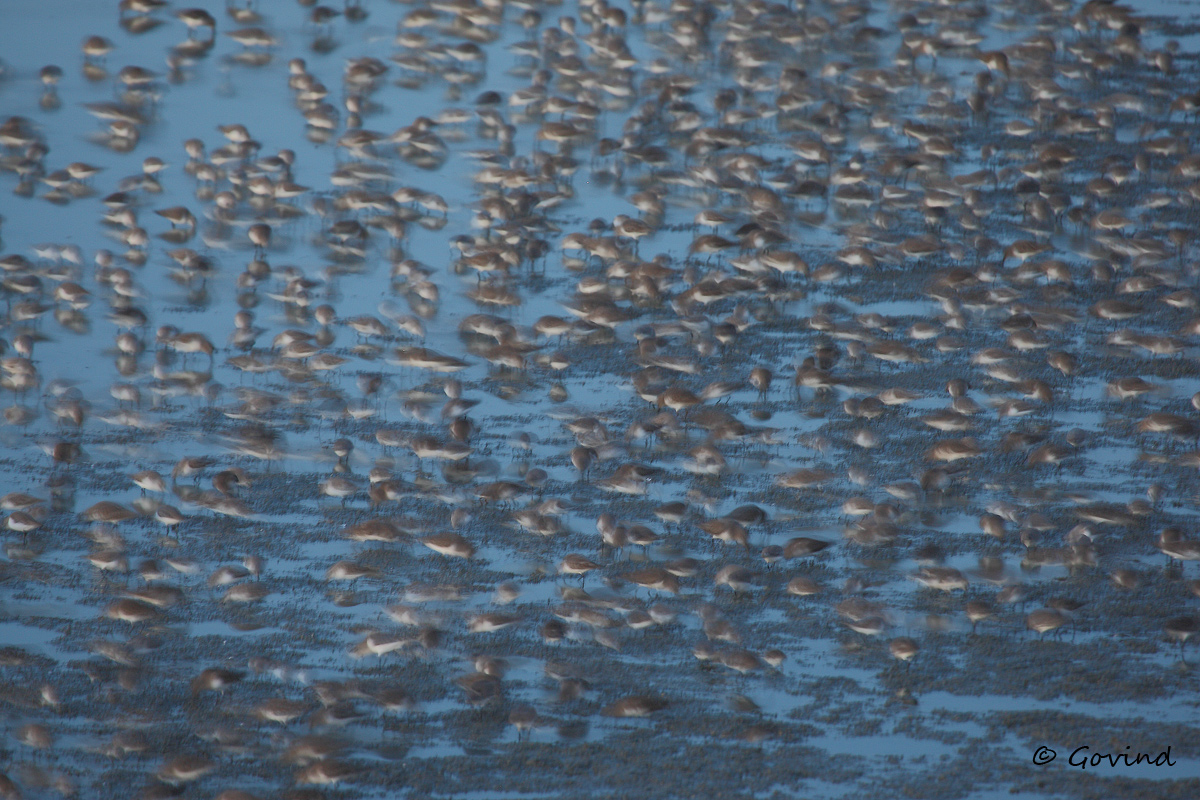 Sandpipers (abstract)