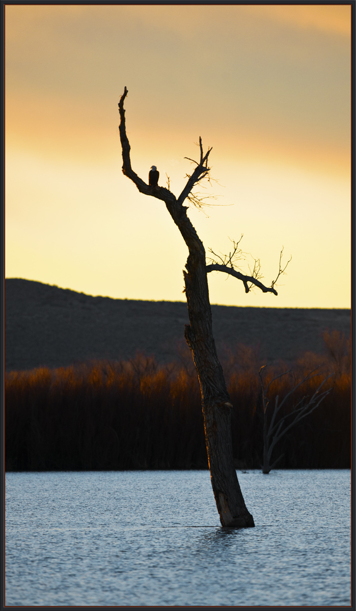 Bosque Sunrise