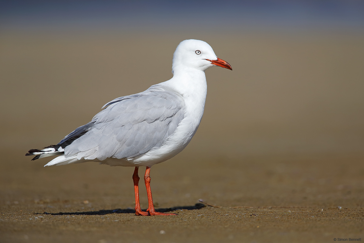 Silver Gull