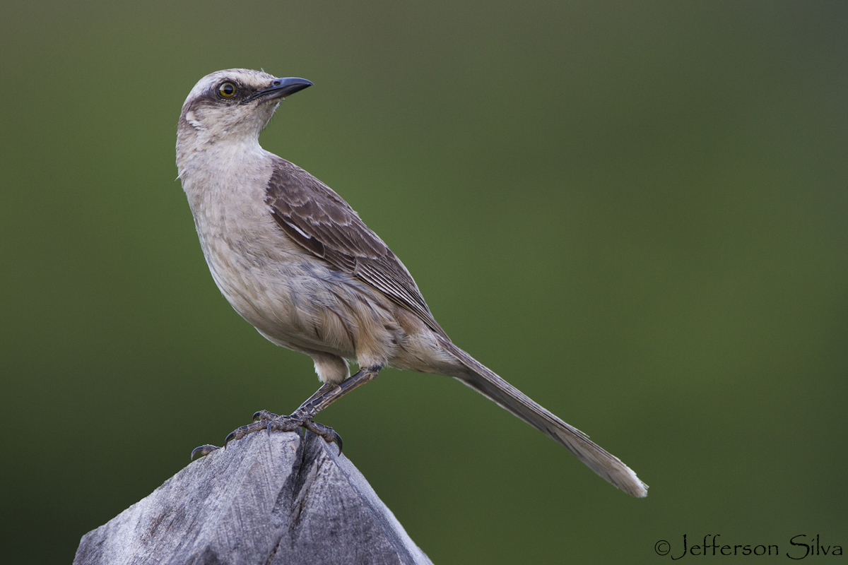 Mimus saturninus