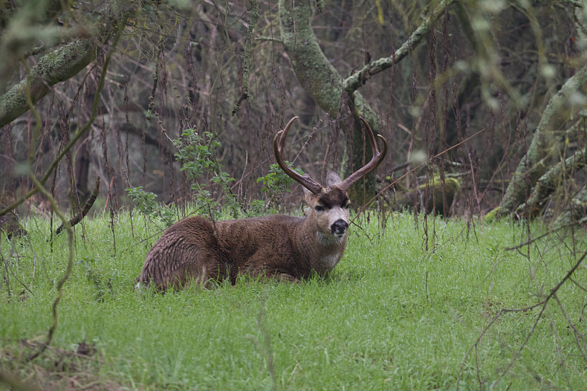 Same Buck - New POV