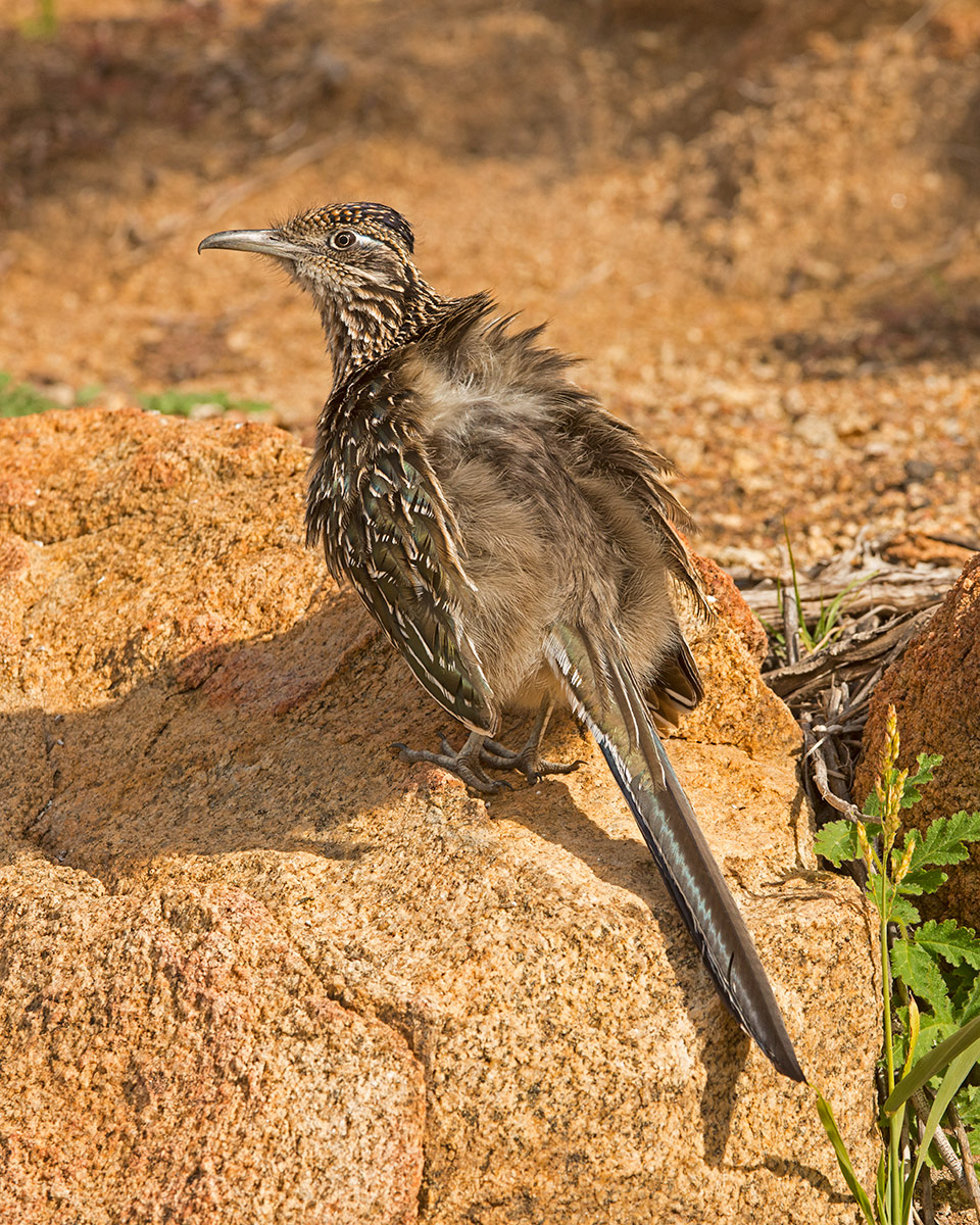 Greater Roadrunner