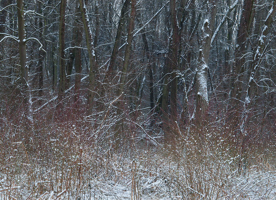 Floodplains in Winter #1