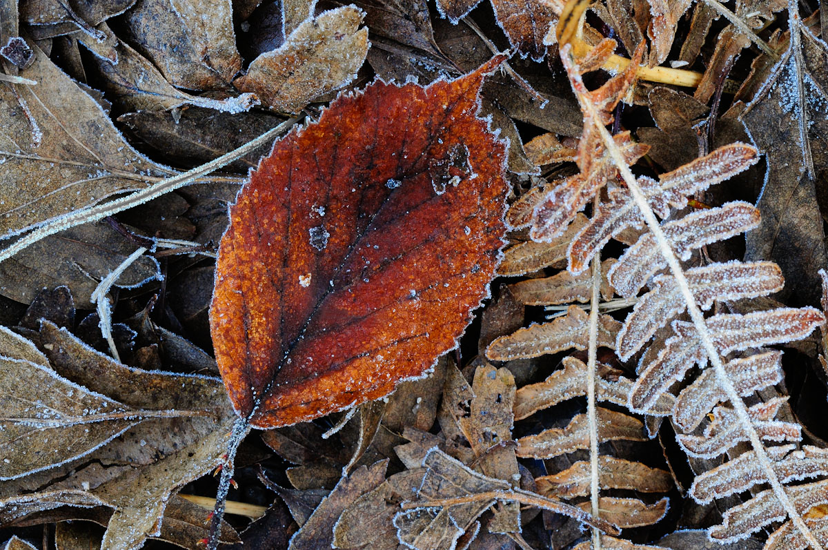 Traces of Winter