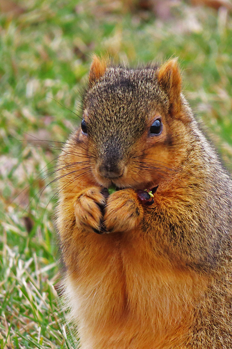 Fox squirrel