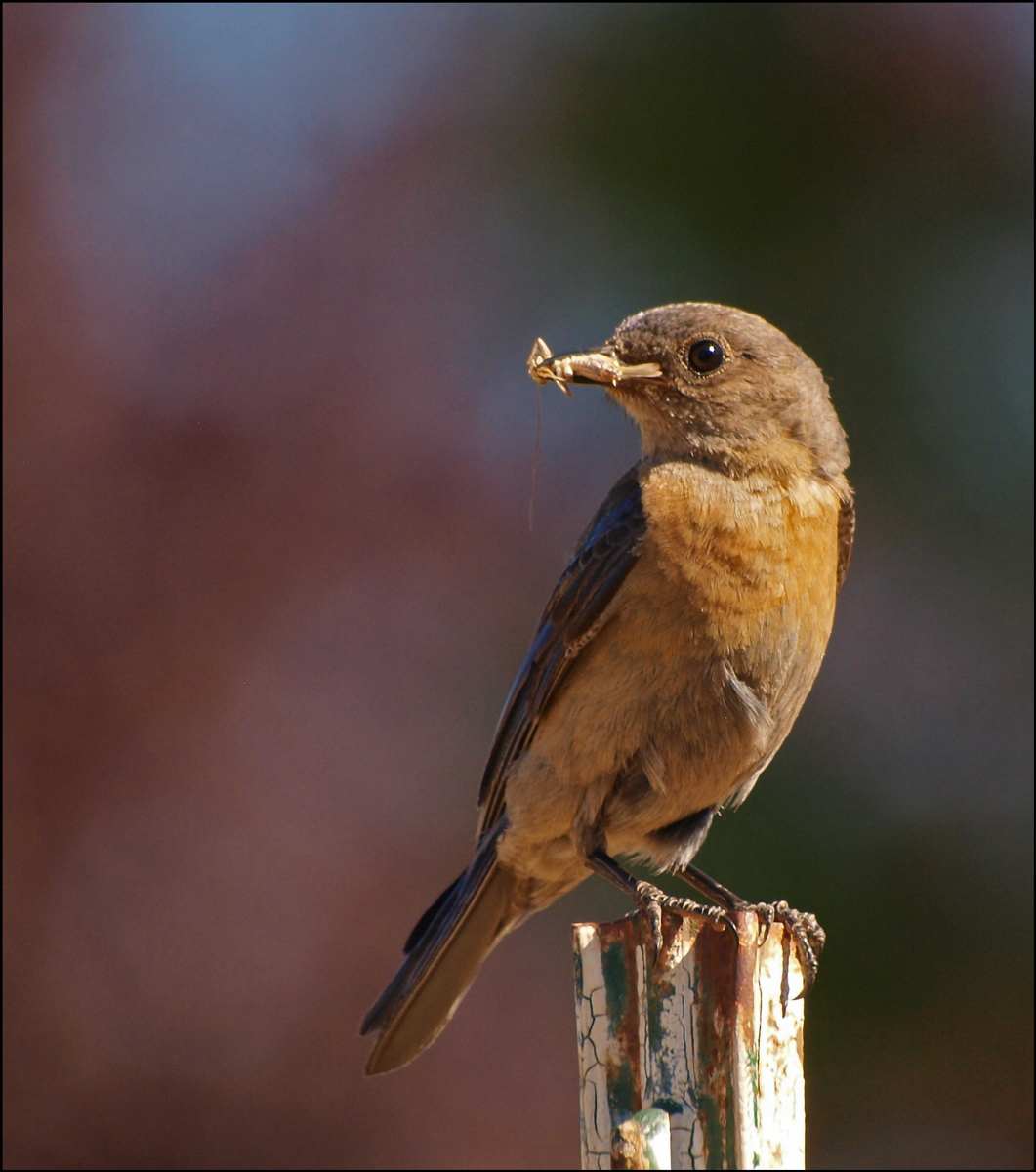 Western Bluebird