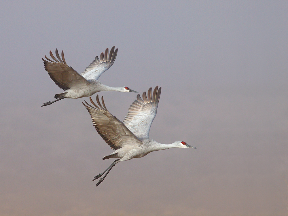 Sandhills in the Fog
