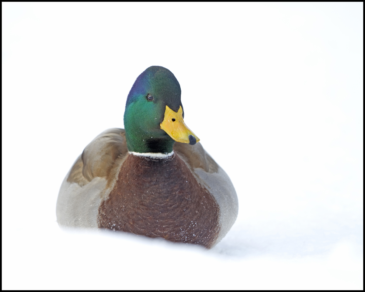 Snow Mallard