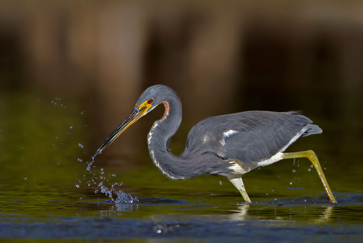 Tricolored heron