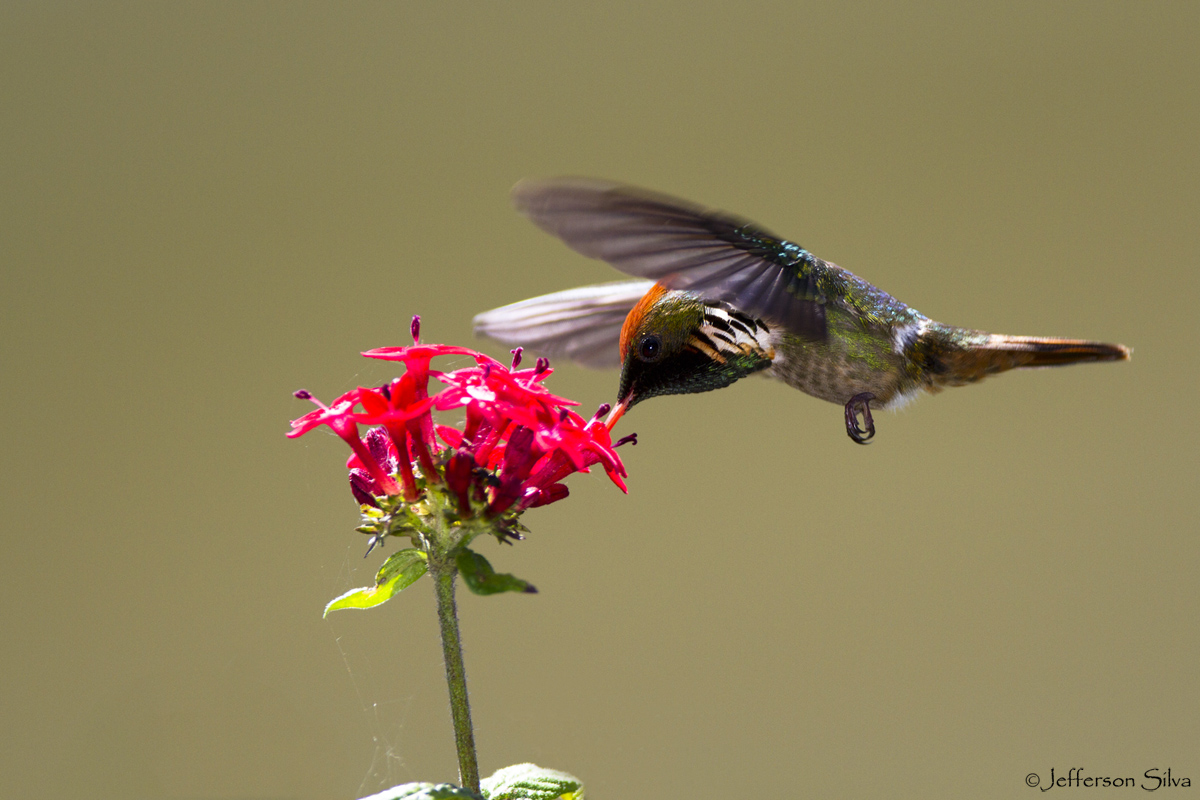 Lophornis magnificus