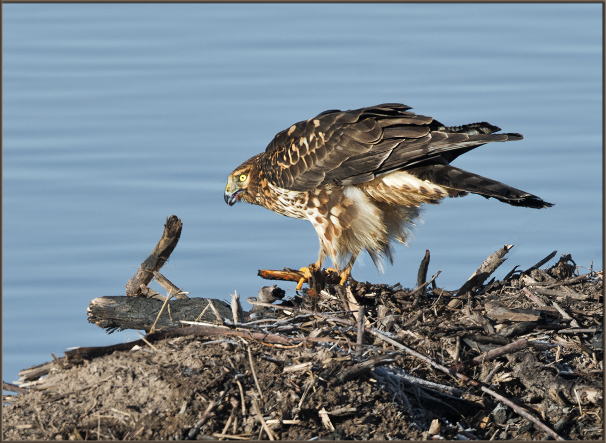 Redtail Hawk 