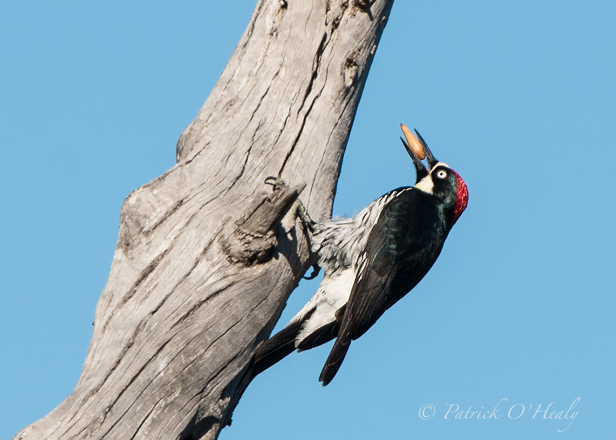 Woodpecker Acrobatics