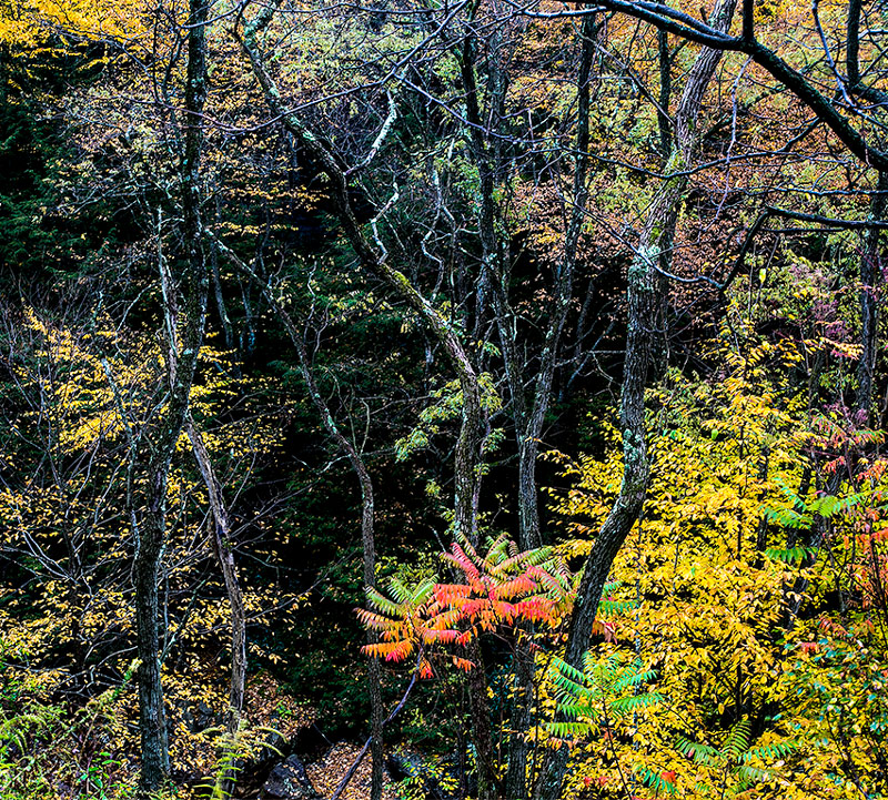Sumac in the woods