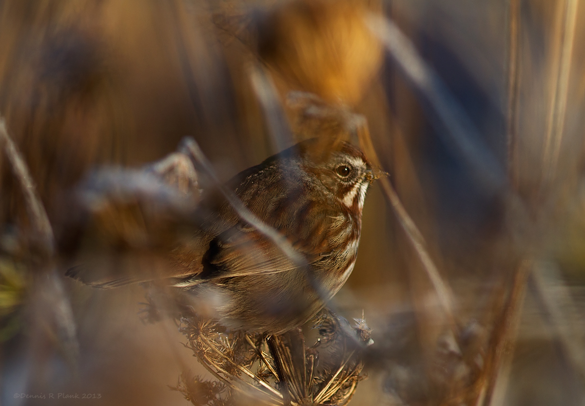 Where's the Sparrow?