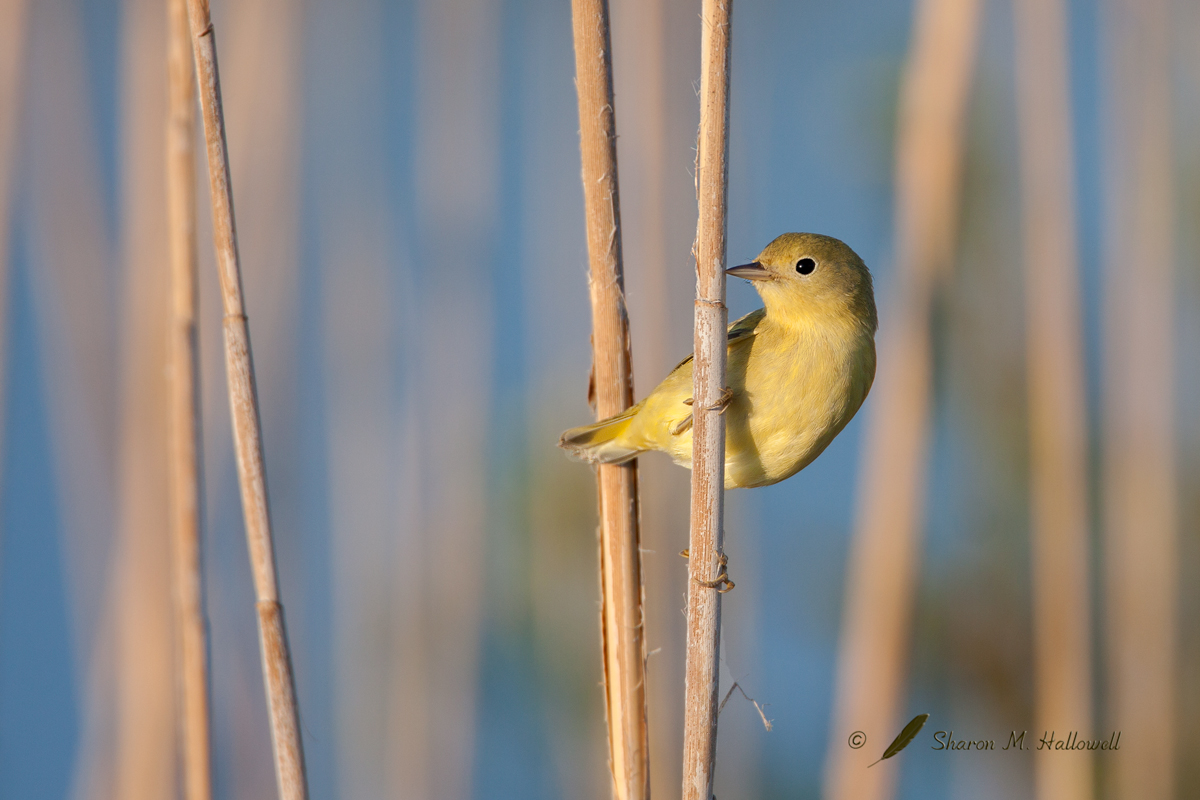 Yellow Warbler