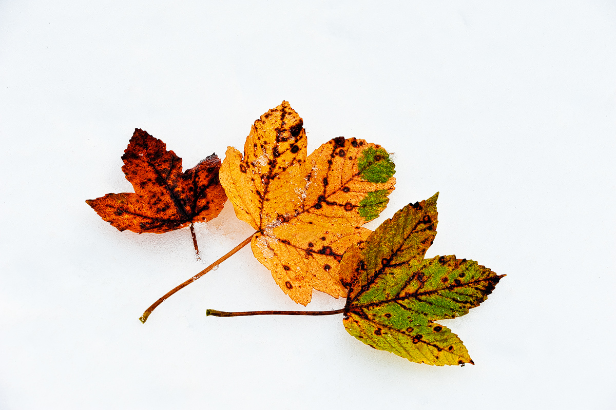 The Leafer