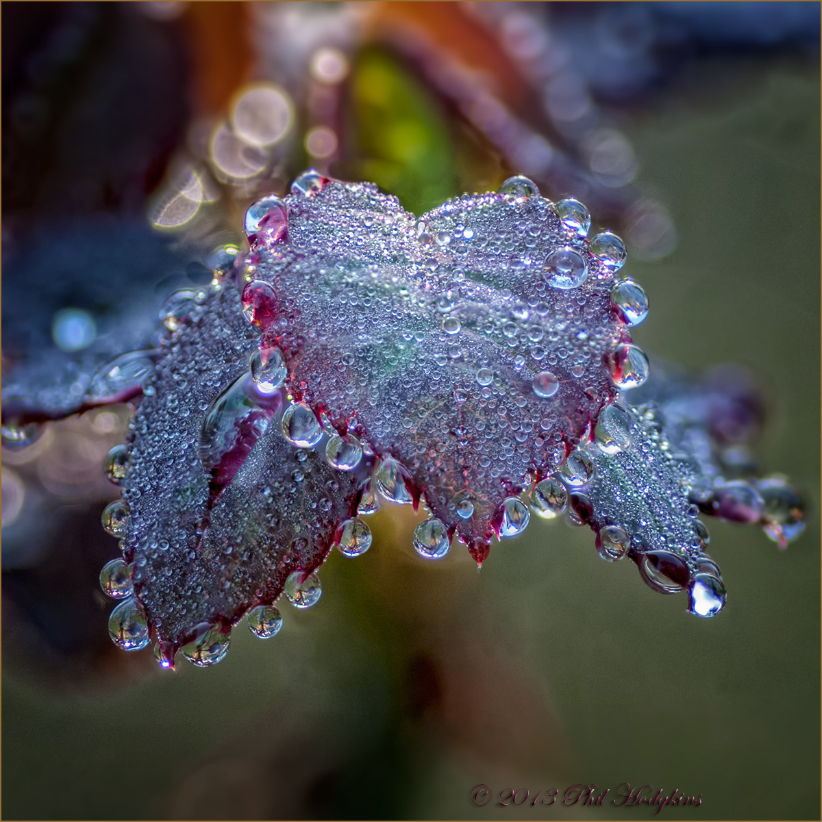 Sun Dew on Leaf