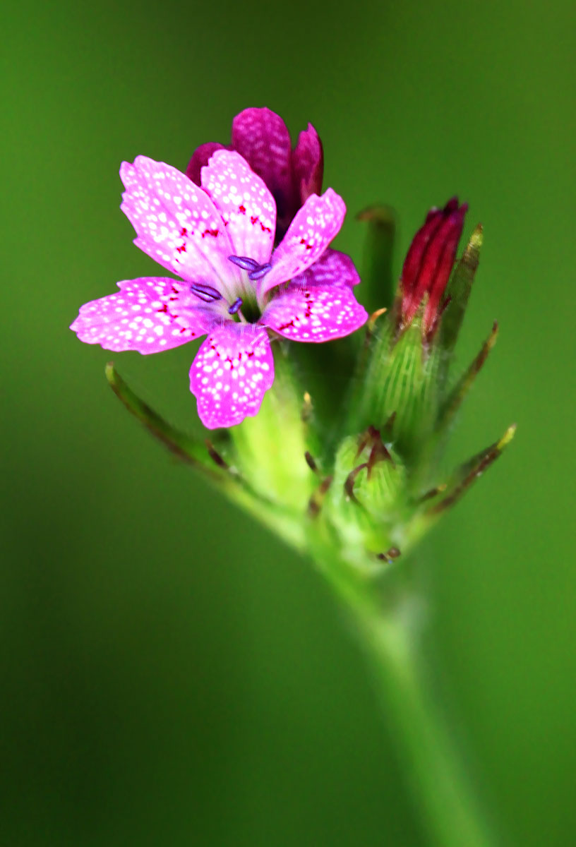 Deptford Pink