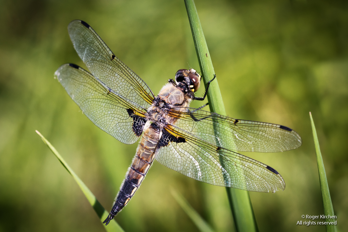 Four-spotted Skimmer