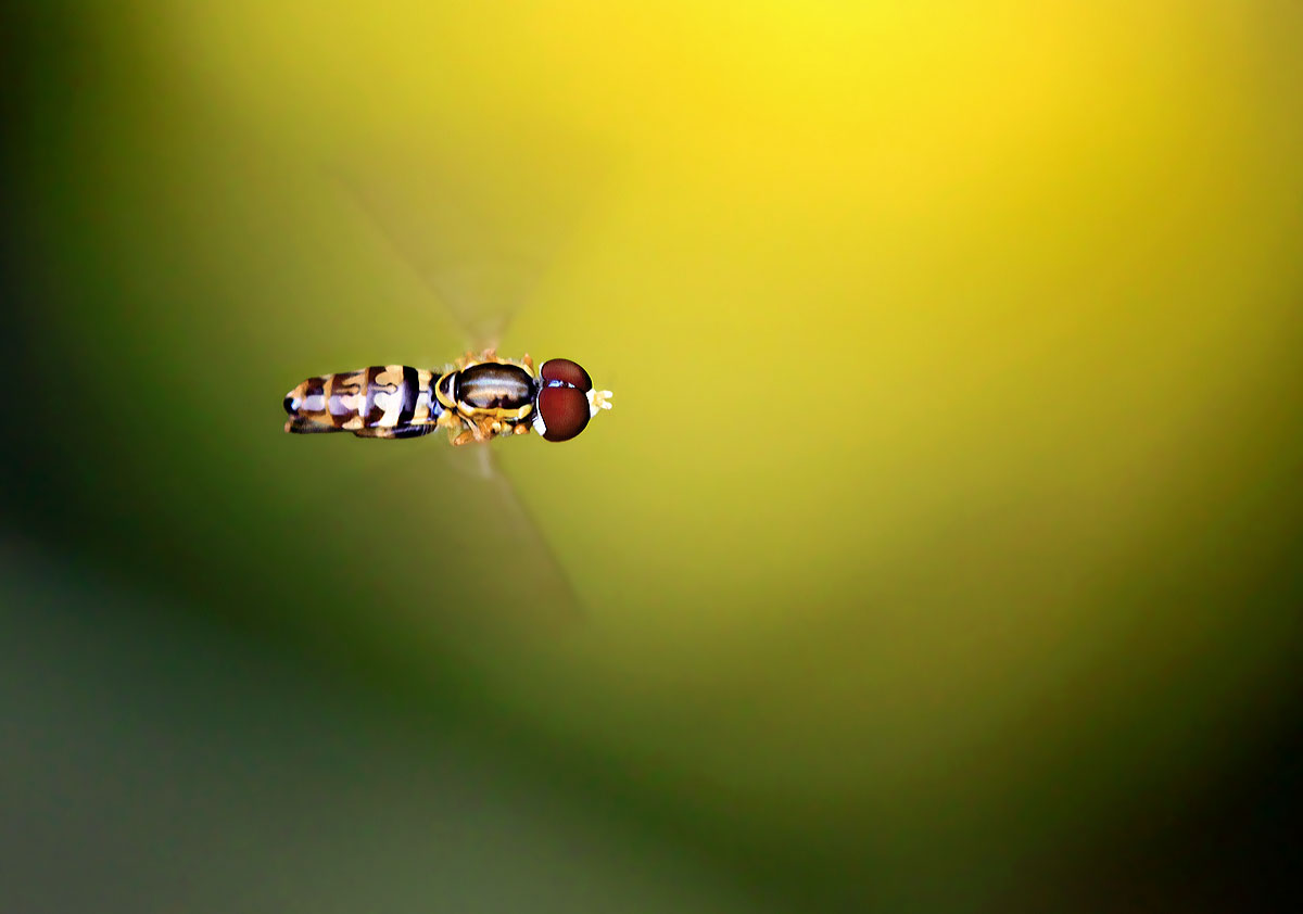 Hovering Hoverfly +REPOST