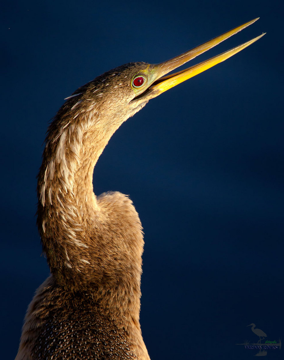 Anhinga