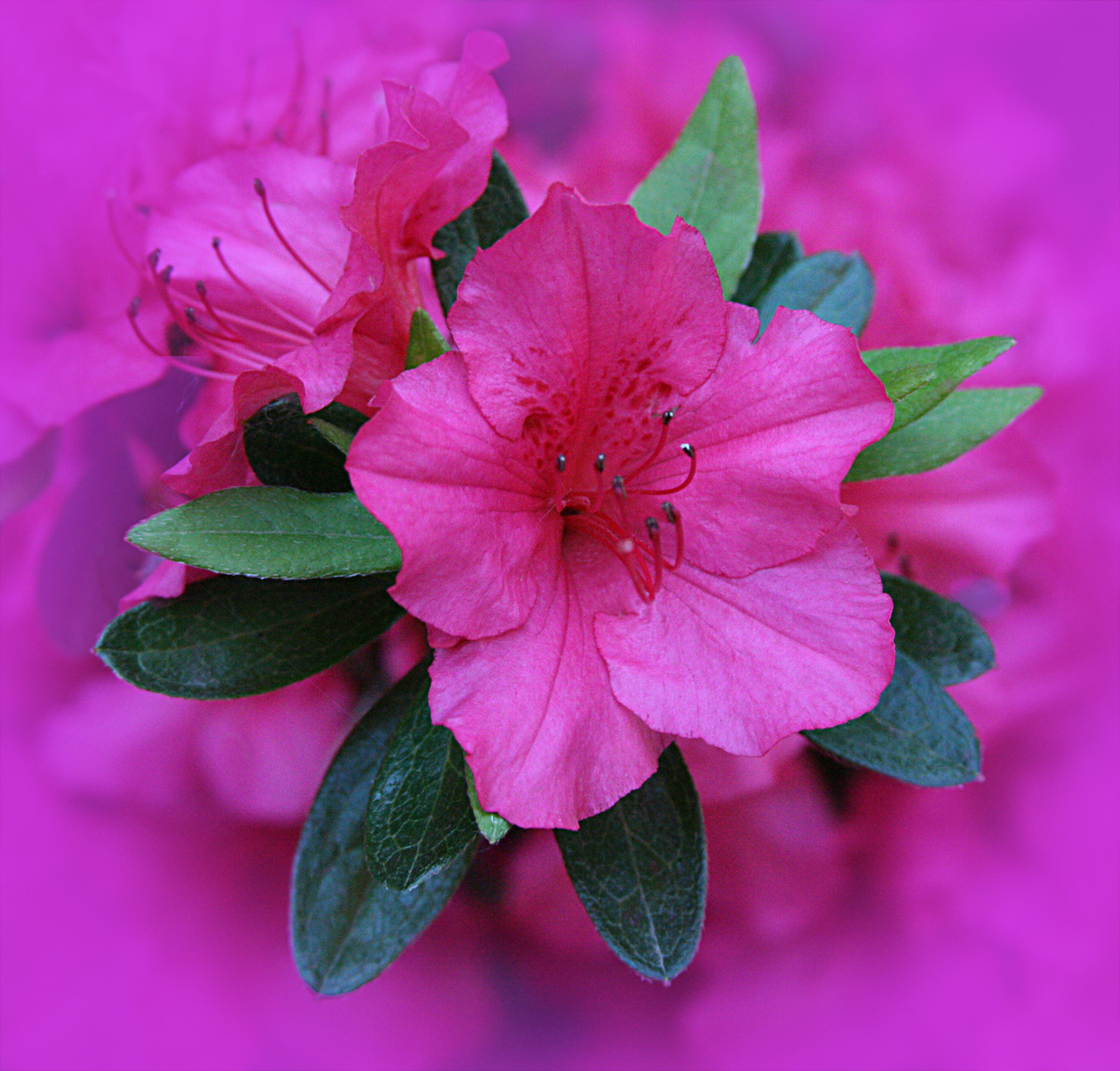 Azaleas inMagentaMist&repost