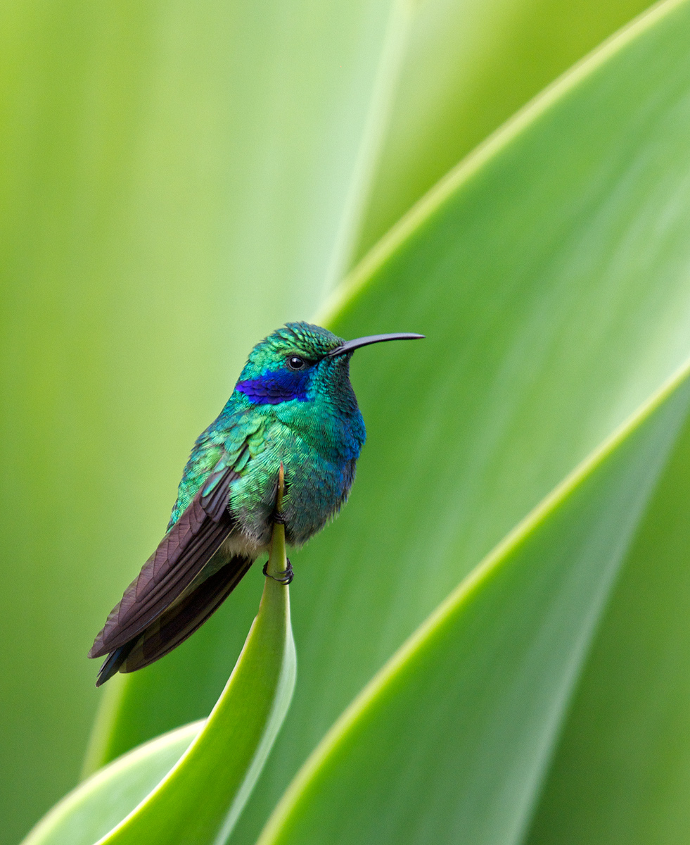 Green Violetear