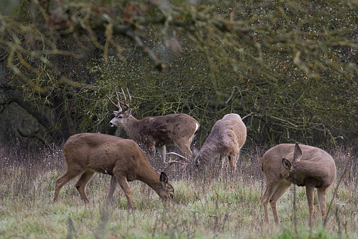 Too Many Deer!