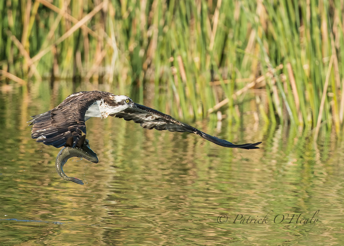 Osprey Breakfast