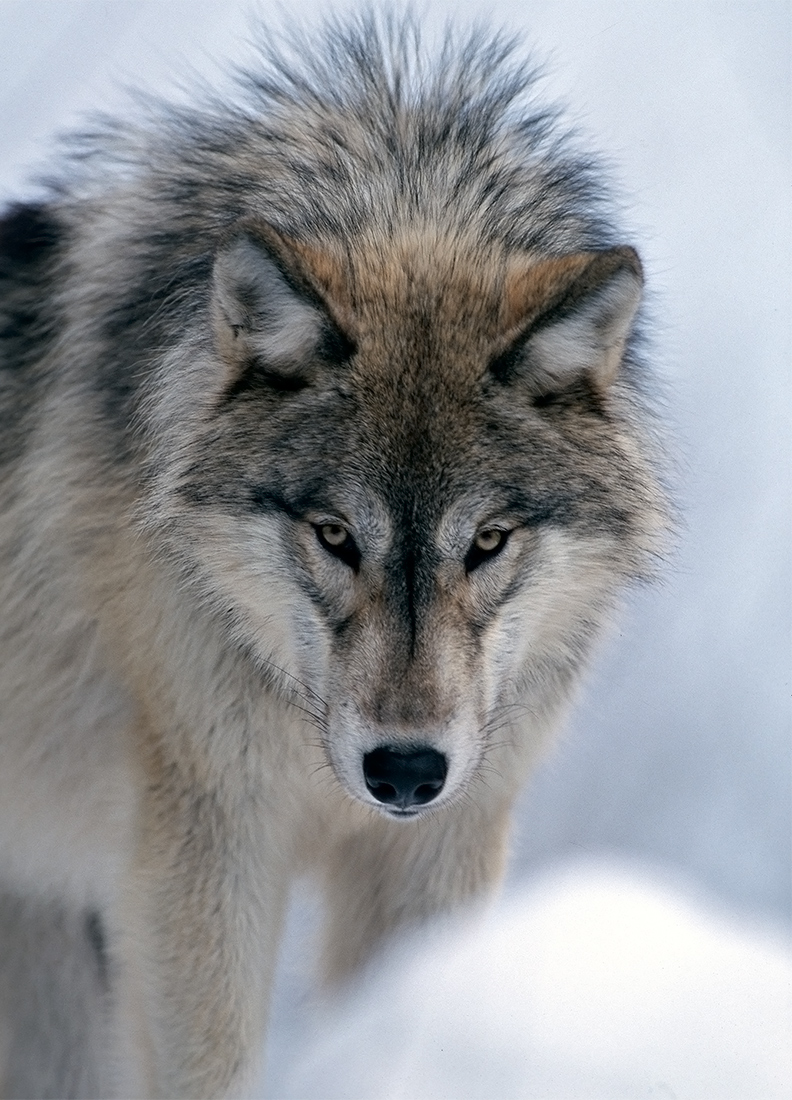 Spirit Wolf